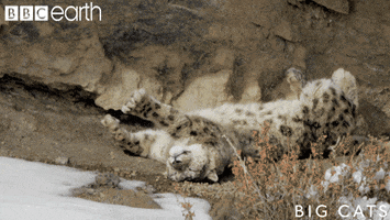 Tired Big Cats GIF by BBC Earth