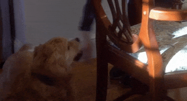 Happy Dog GIF by Next Entertainment