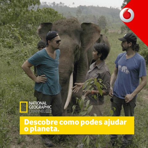 vodafone di caprio before flood national geographic GIF