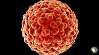 pbs-zika-spilloverpbs-spillover-3o7TKHugNSa7sKlpFS