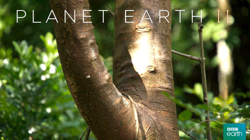 fail planet earth GIF by BBC Earth