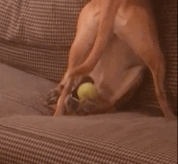 Dog Lol GIF by The BarkPost - Find & Share on GIPHY
