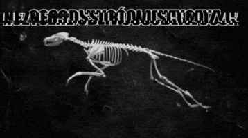 andrzejswietek  GIF