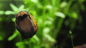 simonekikuchilemes radula GIF