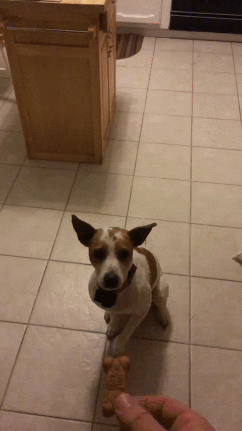 banjo757 dog treat milkbone banjo757 GIF