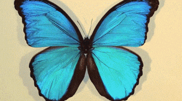 butterfly wing GIF by University of California