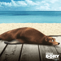 Finding Dory Summer GIF by Disney/Pixar's Finding Dory