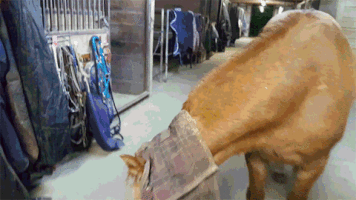 neural  GIF