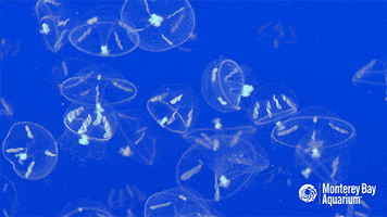 jellyfish GIF by Monterey Bay Aquarium