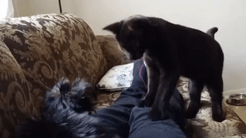 Lilebi kitten#puppy#aww GIF