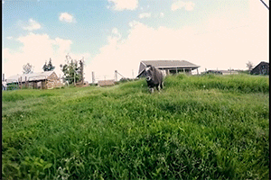 baby animals running GIF by University of Alaska Fairbanks