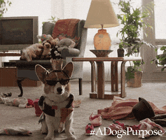 GIF by A Dog's Journey