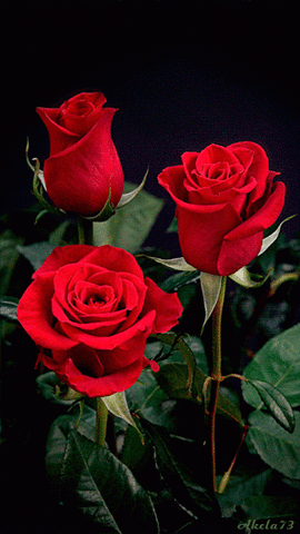 wallpaper flower wallpaper GIF