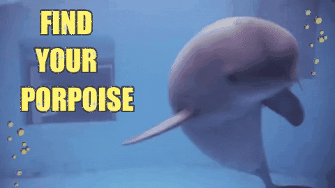 Dolphin Dance GIF - Dolphin Dance - Discover & Share GIFs