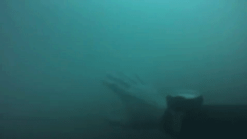 Diver GIF by agconti