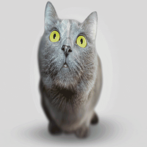animation cat GIF by Psyklon