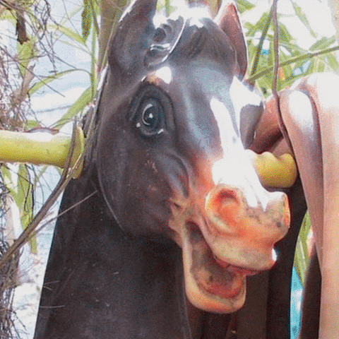 shamun horse shamun loveless whizzkid GIF