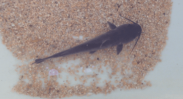 thomasburkett  GIF