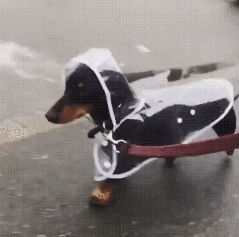 Puppy Raincoat GIF - Find & Share on GIPHY