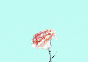 200.gif?cid=fc005b0823fbb1daa332ba1d2191935a4ea753466de4404d&rid=200.gif&ct=g