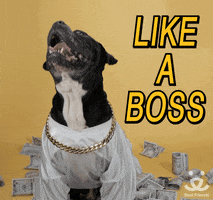 adopt like a boss GIF by Best Friends Animal Society