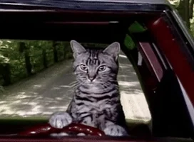 toonces the driving cat GIF by Saturday Night Live