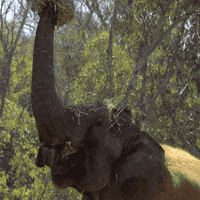 Best Baby Elephants Gifs Primo Gif Latest Animated Gifs