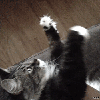 jantravell13gmailcom cat making bread imaginary harp GIF
