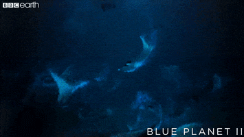 blue planet mexico GIF by BBC Earth
