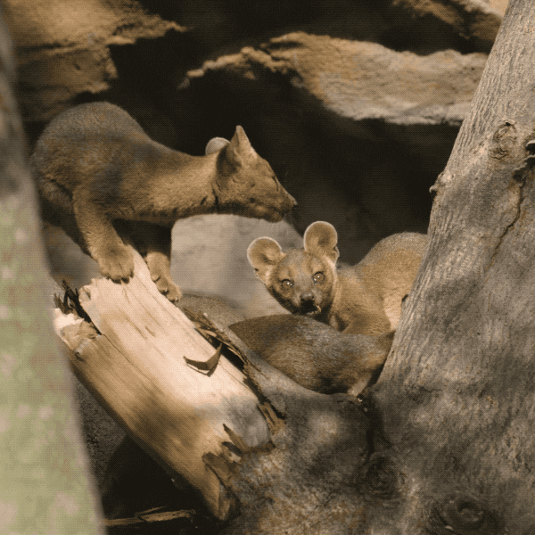 Happy Baby Animals GIF by San Diego Zoo - Find & Share on GIPHY