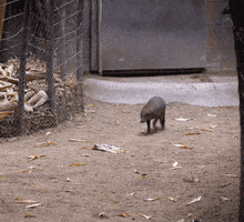 happy baby animals GIF by San Diego Zoo