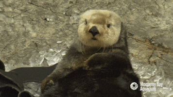 tired sea otter GIF by Monterey Bay Aquarium