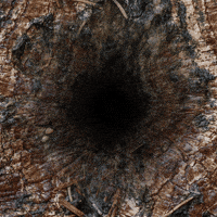 tree-wood-scale-3o7aDgIk23zC7x7HCE