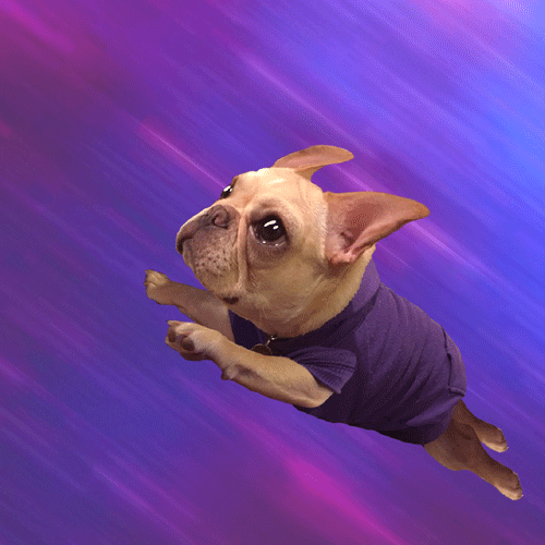 Flying French Bulldog GIF by Frank Macchia - Find & Share on GIPHY