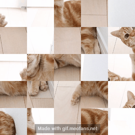meofans cats meow GIF