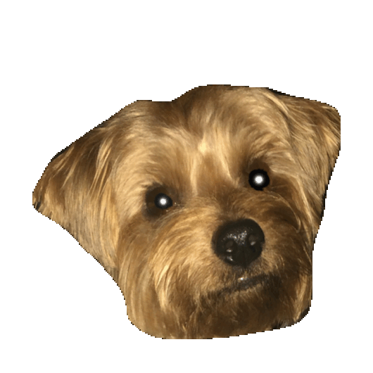 Yorkie Sticker by imoji for iOS & Android GIPHY