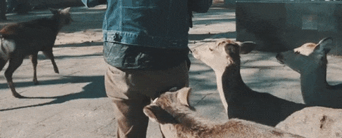Deer GIF by State Champs