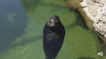 zgfydghzaxromdfaz21hawwuy29t  GIF