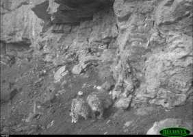 janhavirajan  GIF
