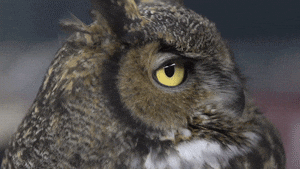 Are you a morning person or a night owl?