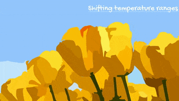 rewiredotorg animation flower spring plants GIF
