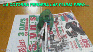 cachimacho pajaro loro lora cotorr GIF