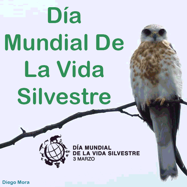 ambiente-y-sociedad flora colombia GIF