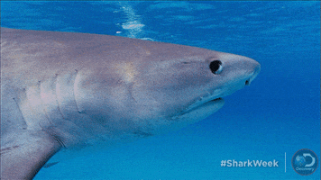 Discovery Side Eye GIF by Shark Week