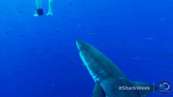 discovery no thanks GIF by Shark Week