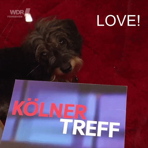 dog love GIF by Koelner_Treff