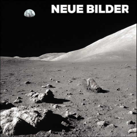 nerdsfun dogs moon GIF