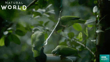 puerto rico friends GIF by BBC Earth