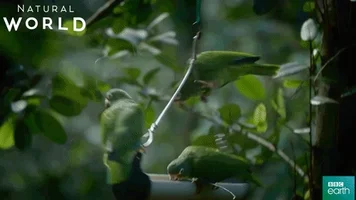 puerto rico friends GIF by BBC Earth