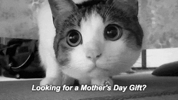 mothers day cat GIF by Product Hunt